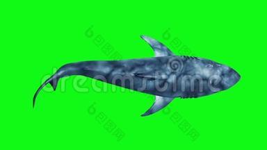 <strong>白鲨</strong>快速循环顶部绿色屏幕3D渲染动画